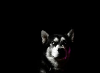 Why SMS Authentication Still Dominates: Unlocking Its Powerful Benefits