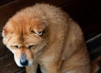 Common SMS OTP Security Vulnerabilities You Must Know To Protect